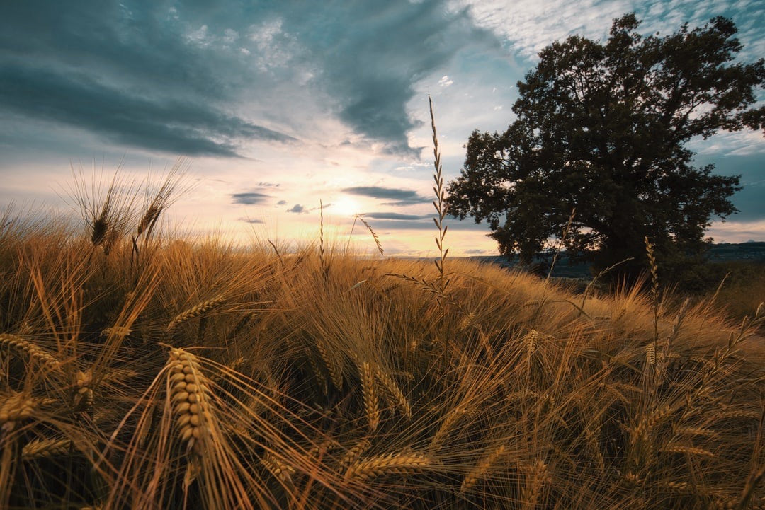 Lughnasadh Spread